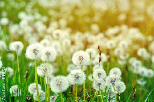 Close up of fresh dandelions