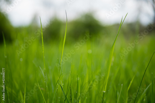Close-up green grass and water drops with blurred background