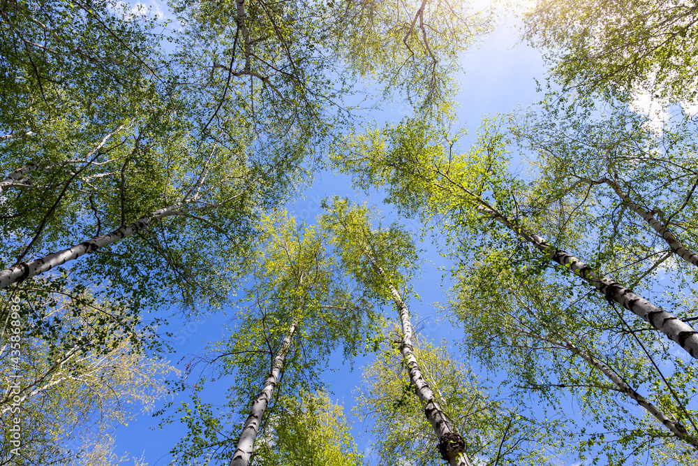 Bottom upward view of beautiful lush fresh green birch tree forest canopy treetop and bright colorful sun shining through. Blue clear wide sky background.Scenic nz forest natural landscape panorama Bottom upward view of beautiful lush fresh green birch tree forest canopy treetop and bright colorful sun shining through. Blue clear wide sky background.Scenic nz forest natural landscape panorama