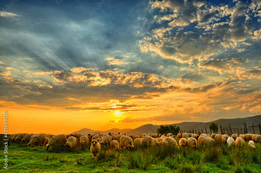 Obraz premium Flock of sheep grazing in a hill at sunset.