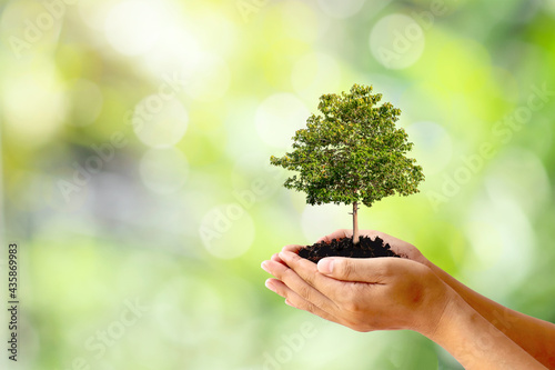 Trees are planted on the ground in human hands with natural green backgrounds, the concept of plant growth and environmental protection.