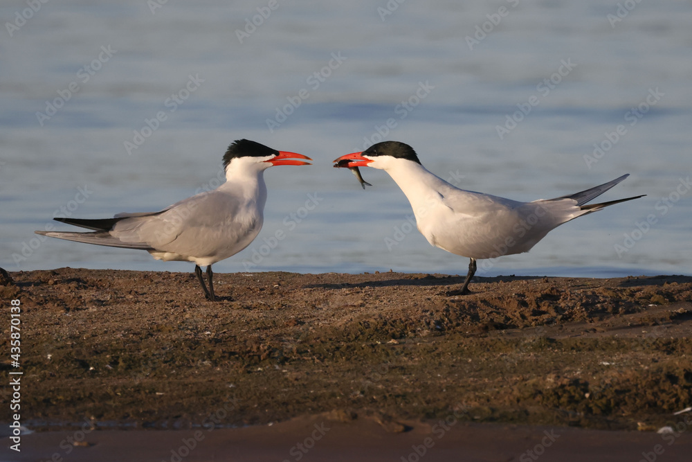 Caspian Terns flying, fishing, mating, relating, deciding whether to feed fish to mate or not, and relaxing on sand spit in lake in spring at evening
Caspian Terns flying, fishing, mating, relating, deciding whether to feed fish to mate or not, and relaxing on sand spit in lake in spring at evening