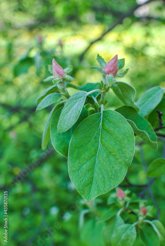 Tatarian Honeysuckle,  Lonicera tatarica with pink buds and green leaves