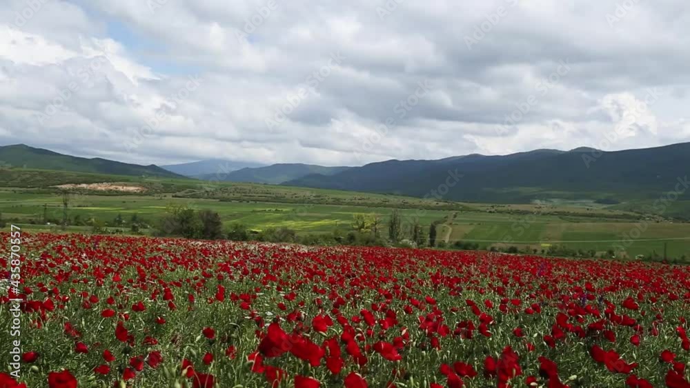 Poppy field. Blooming meadow against the backdrop of a mountain range and plowed fields on the horizon. Poppy field. Blooming meadow against the backdrop of a mountain range and plowed fields on the horizon.