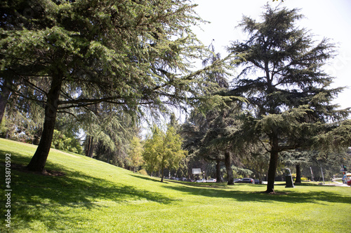 Green Park and Trees