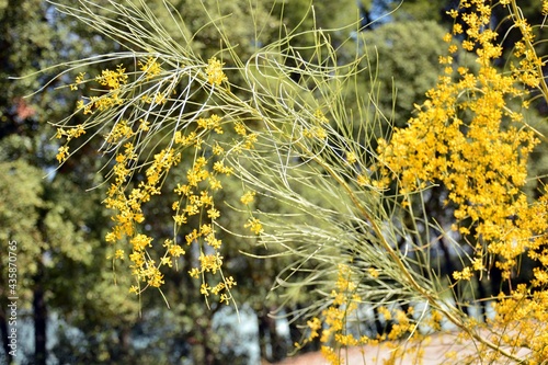 Retama sphaerocarpa amarilla con flor en primavera photo