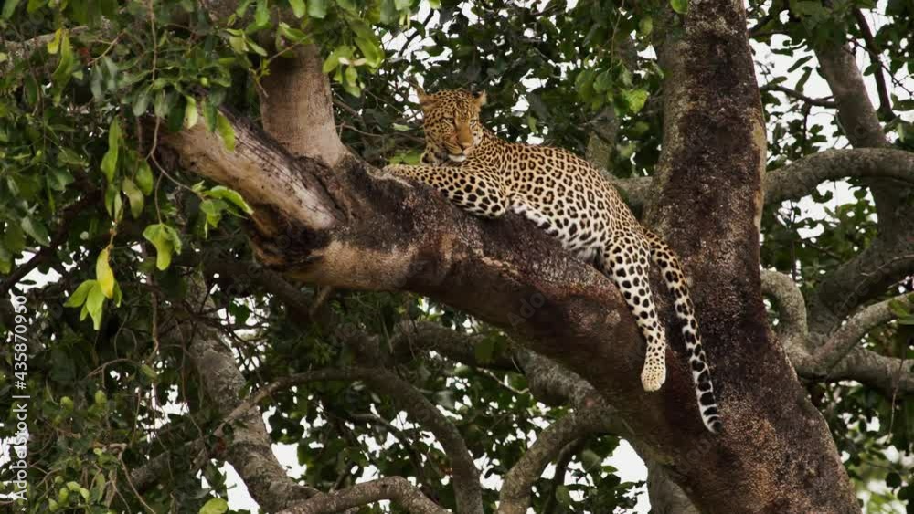 Footage of a leopard (Panthera pardus) laying in the thick branches of a tree. The leopard is a gorgeous animal, yellow with brown spots covering its whole body.