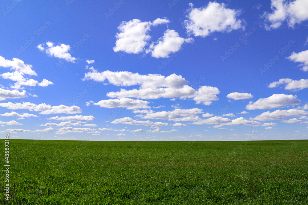 lush pasture grassland field with horizon and bright blue sky and puffy white clouds