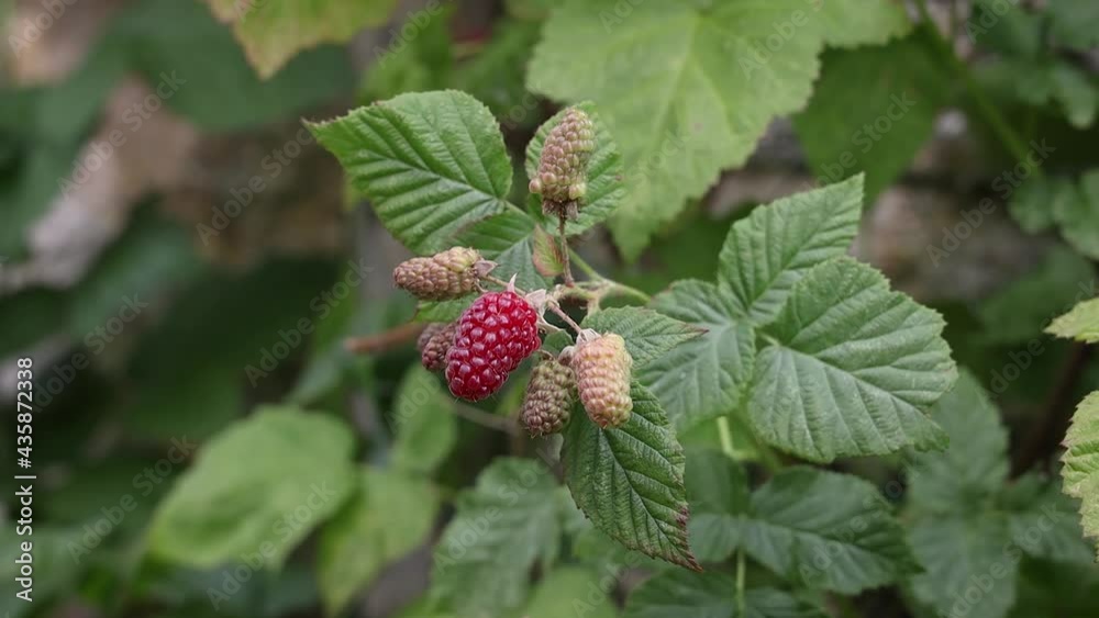 Loganberries Ripening in the Summer Breeze Loganberries Ripening in the Summer Breeze