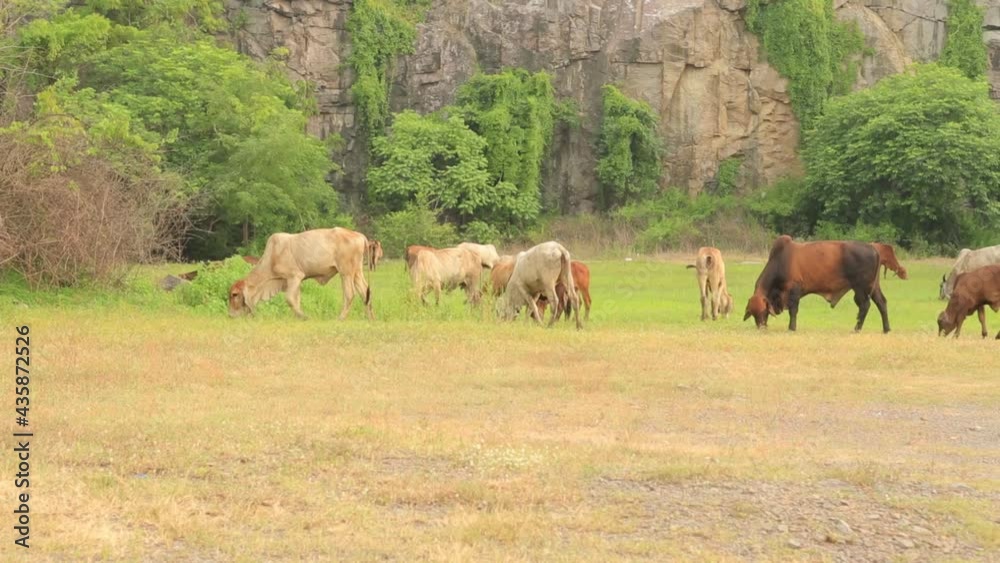 Raising cattle that are free for natural grazing in Thailand Raising cattle that are free for natural grazing in Thailand