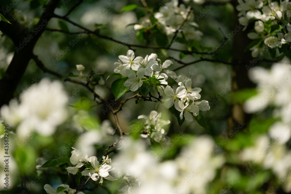 Apple flowers on thin twigs. Vulnerability concept. Copy space Apple flowers on thin twigs. Vulnerability concept. Copy space
