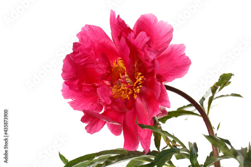 Bright pink peony flower isolated on a white background.