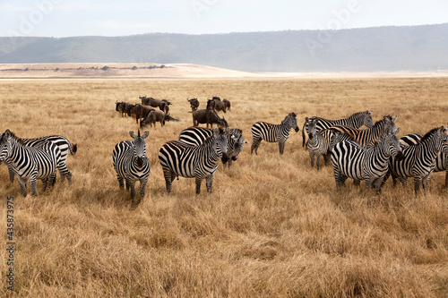 A group of zebras on a safari in Tanzania