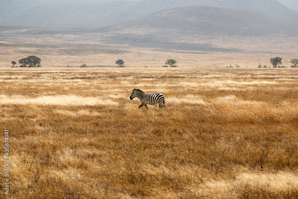 A zebra in the middle of the African savannah