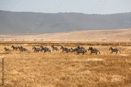 A group of zebras on a safari in Tanzania © Laura