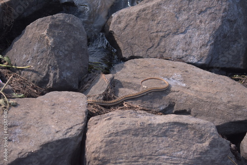 Fotografija Poisonous snake hiding inside a rock near a lake