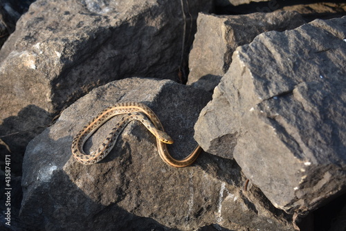 A poisonous snake taking sun bath in a rock near a lake