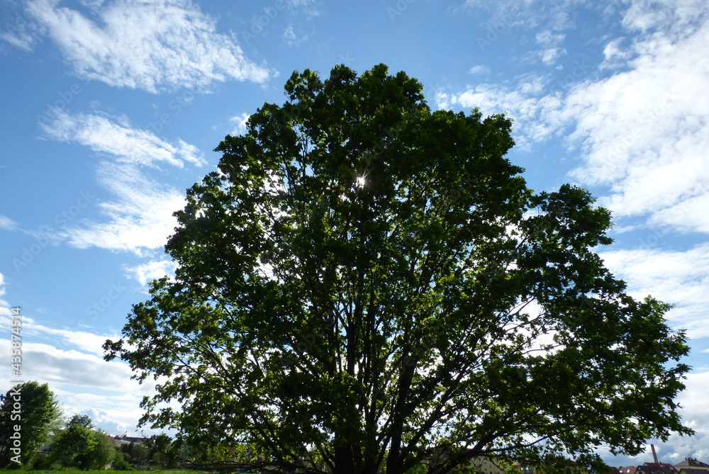 Baum Baum