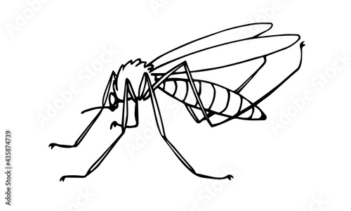 The squeaker mosquito, parasite insect, carriers of malaria and other diseases, bloodsucker. Vector illustration with black ink contour lines. Isolated on a white background in a doodle style.