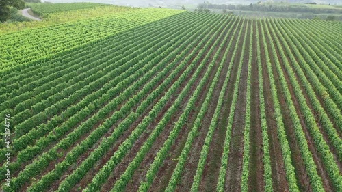 Drone view over a large wine producing vineyard farm in Germany, Baden-Württemberg, Breisgau