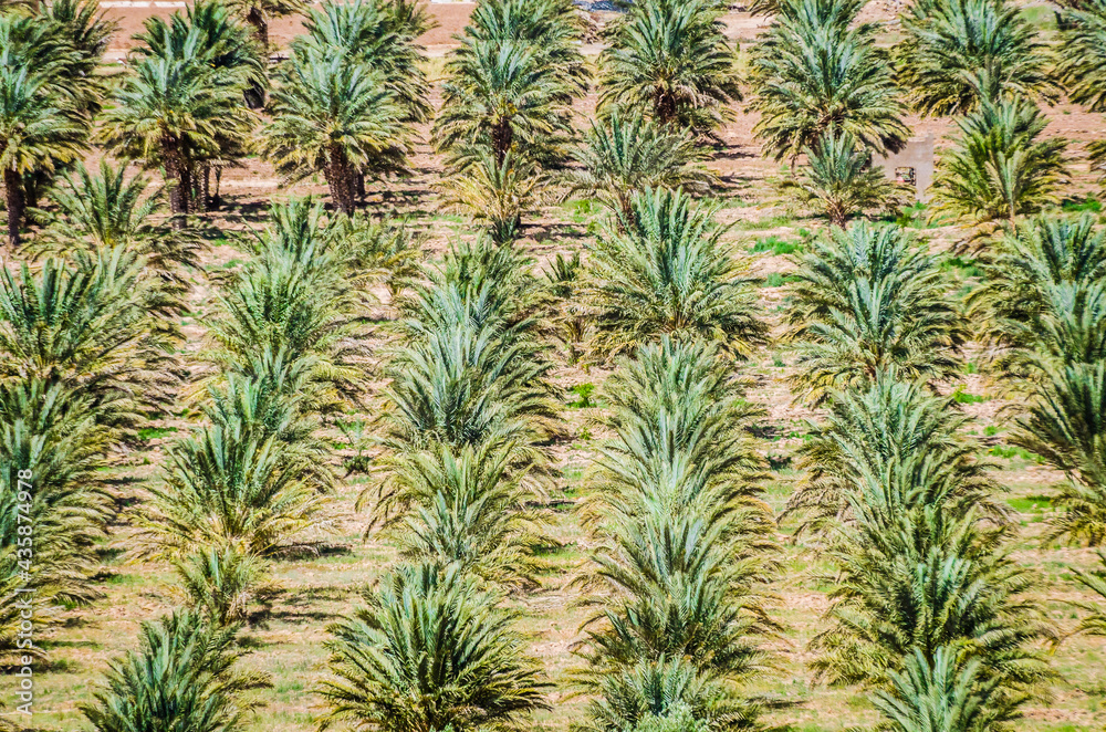 Line of small palms near Erfoud in Morocco Line of small palms near Erfoud in Morocco