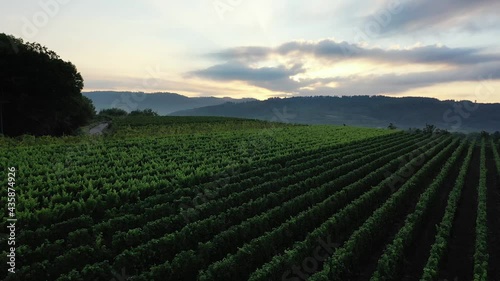 Drone view over a large wine producing vineyard farm in Germany, Baden-Württemberg, Breisgau