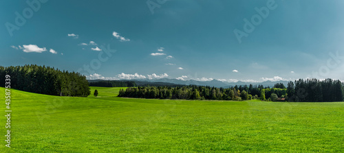 Grüne Wiesenlandschaft mit Wald