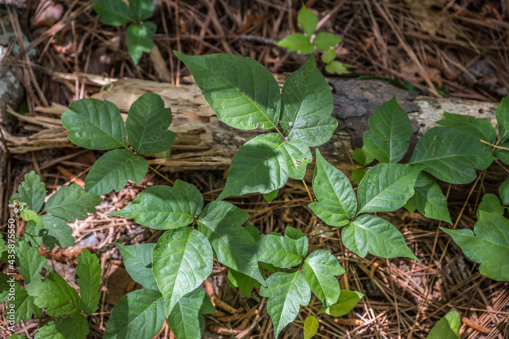 Obraz premium Patch of poison ivy closeup