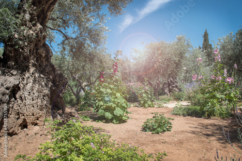 Valokuva Miraculous heavenly light in Gethsemane garden, the place where Jesus was betrayed