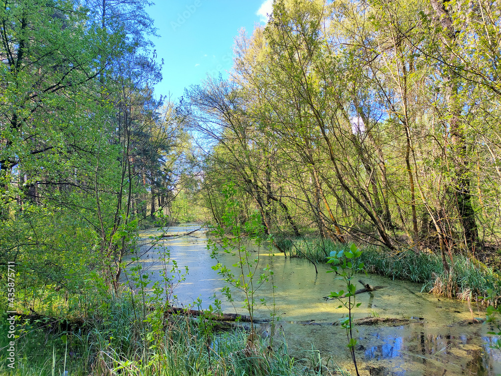A small reservoir with clear water covered with green moss is located in the depths of the forest. A small reservoir with clear water covered with green moss is located in the depths of the forest.