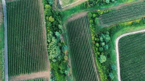 Aerial view of beautiful Vineyard landscape in Germany, Baden-Württemberg, Breisgau