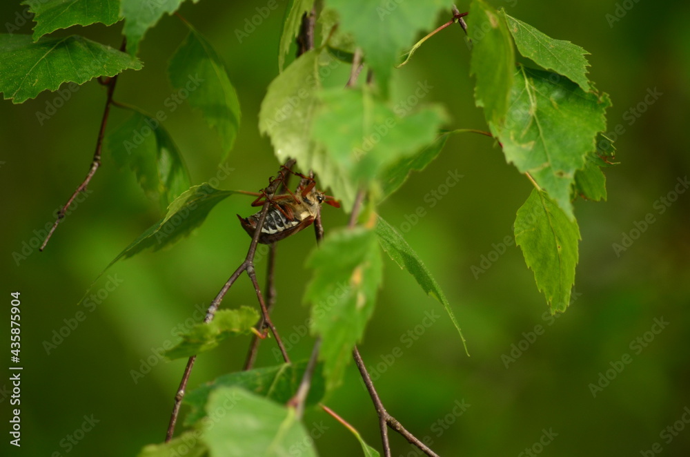 May beetle, in Latin Melolontha, close-up on green birch leaves. Blurred background May beetle, in Latin Melolontha, close-up on green birch leaves. Blurred background