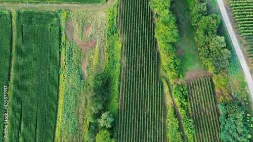 Drone Video of vineyards in summer