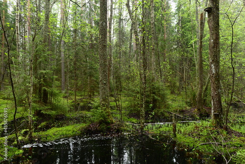 Spring forest flooded with rainwater