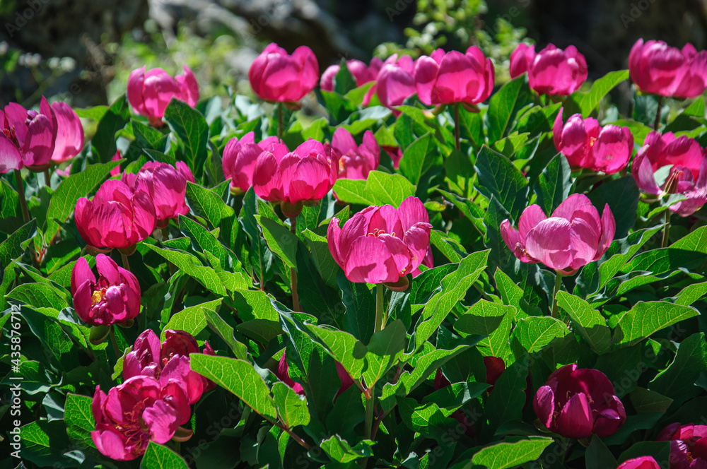 Beautiful rose bush of blooming peonies in the sun