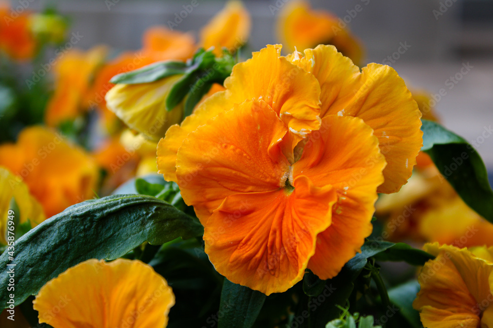 orange flower in the garden orange flower in the garden