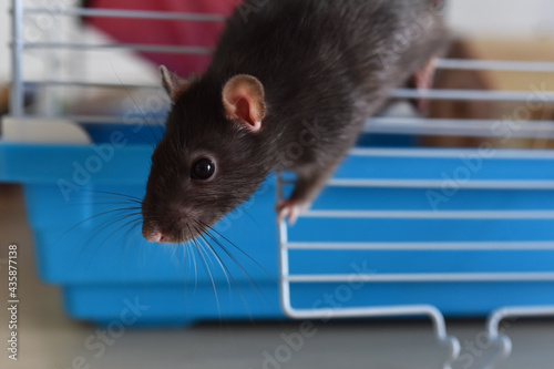 rat pet agouti dumbo in a cage