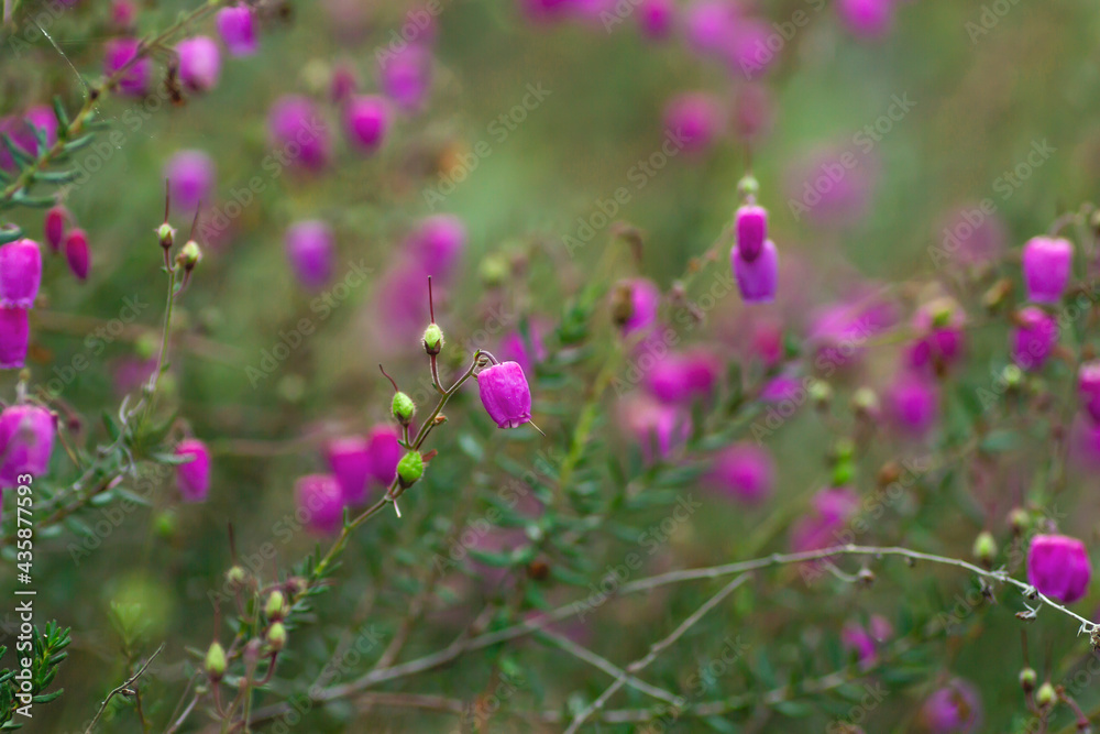 Daboecia cantabrica blooming flowers Daboecia cantabrica blooming flowers