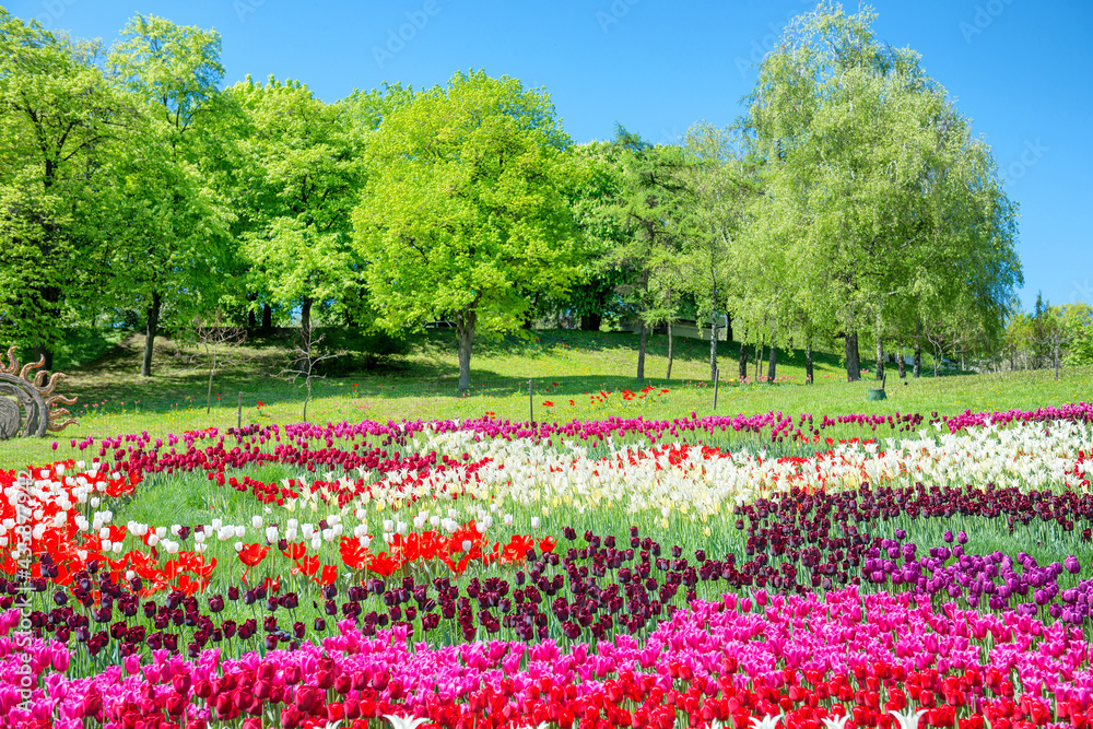 Field of tulips in the park