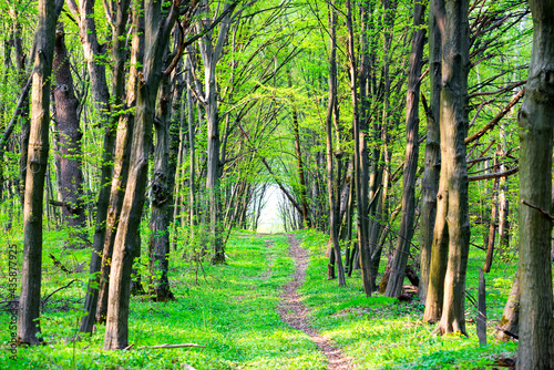 Fototapeta Naklejka Na Ścianę i Meble -  Path in beautiful green park