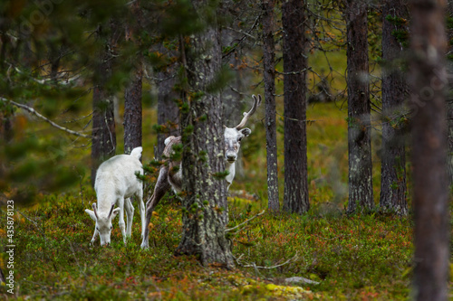 Reindeers in Autumn in Lapland, Northern Finland. Europe © Alberto Gonzalez 