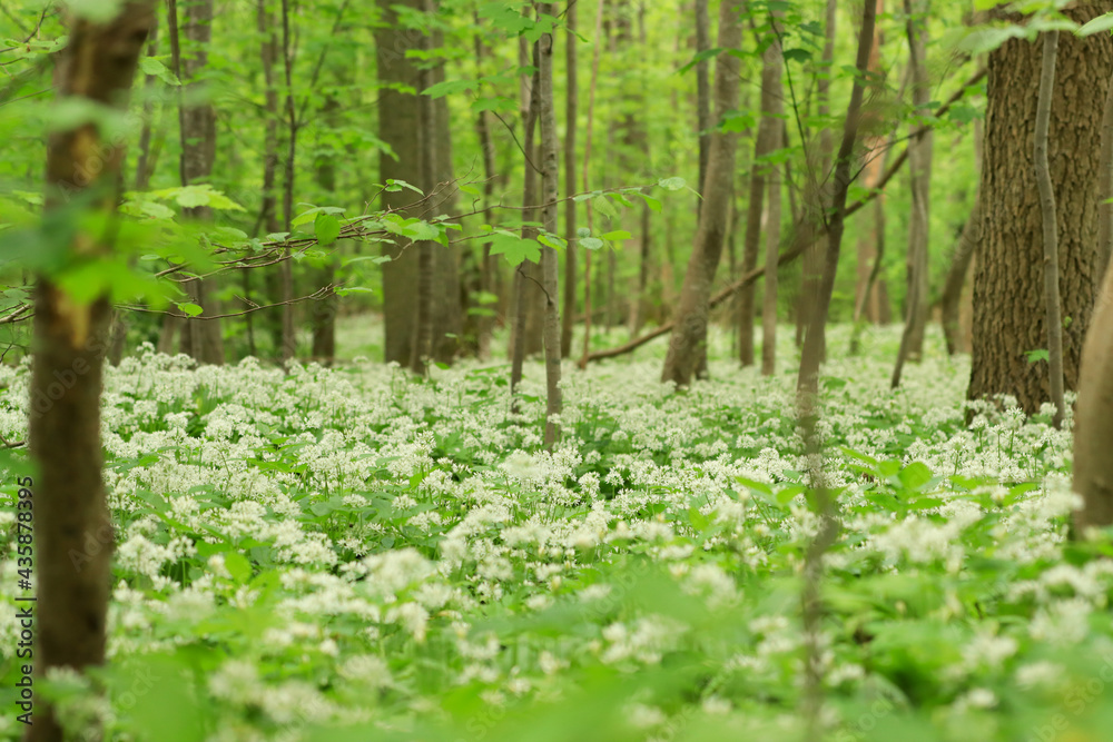 Bärlauch (Allium ursinum) Bärlauch (Allium ursinum)