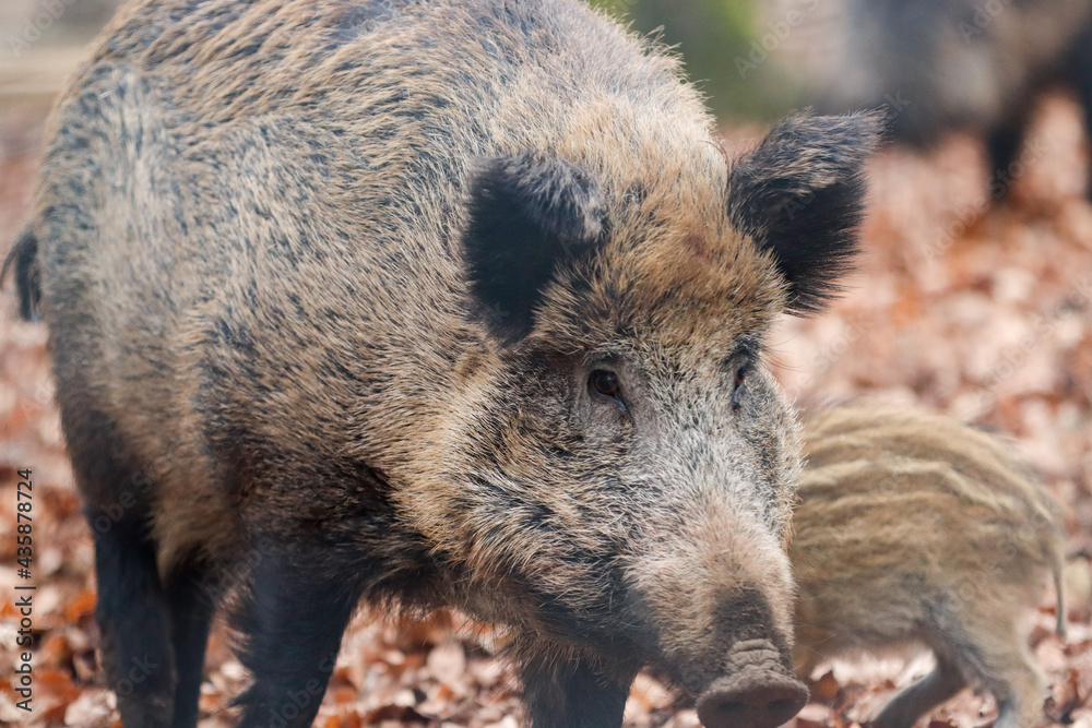 Wildschwein (Sus scrofa) Wildschwein (Sus scrofa)