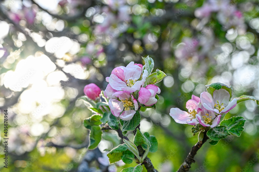 apple tree with pink and white flowers apple tree with pink and white flowers