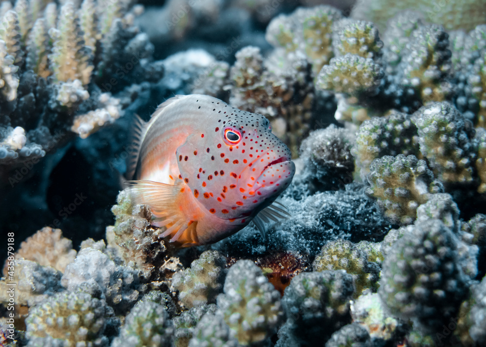 Fototapeta premium Orange-speckled Hawkfish perches on a coral at the bottom of the Indian Ocean
