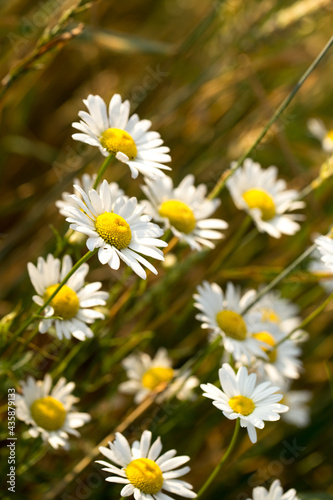 Bright summer flowers in early morning sunlight