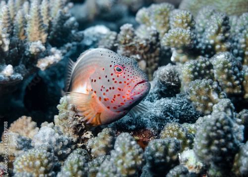 Orange-speckled Hawkfish perches on a coral at the bottom of the Indian Ocean