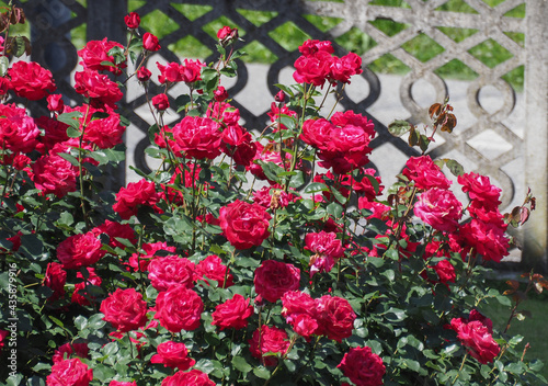 red roses bush