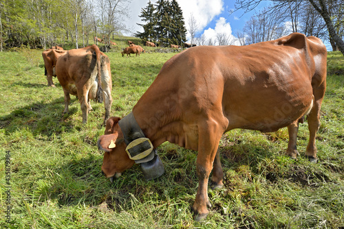 brown tarine cow with a necklace with a bell grazing  in pasture in alpine mo...
