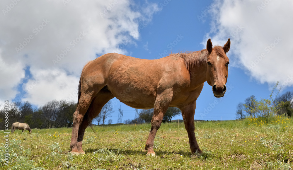 brown horse in a pasture in alpine mountain looking at camera brown horse in a pasture in alpine mountain looking at camera